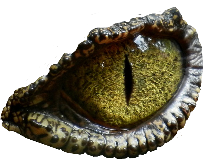 oeil_dino